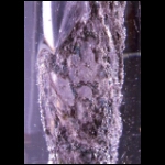 Life Force detail 3x2 in.jpg